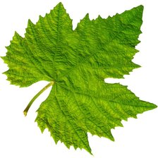 Схема вышивки «виноградный лист»