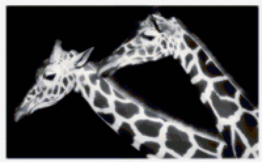 Жирафы - животные, черно-булое - предпросмотр