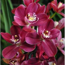 Схема вышивки «№326164»