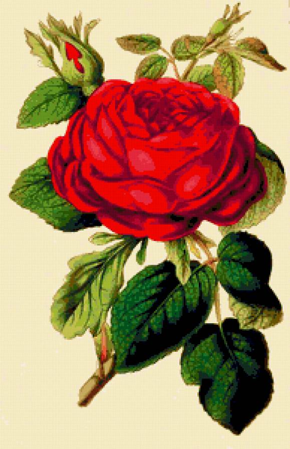 роза - розы, цветы, роза, цветок - предпросмотр