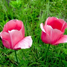 Схема вышивки «тюльпаны»