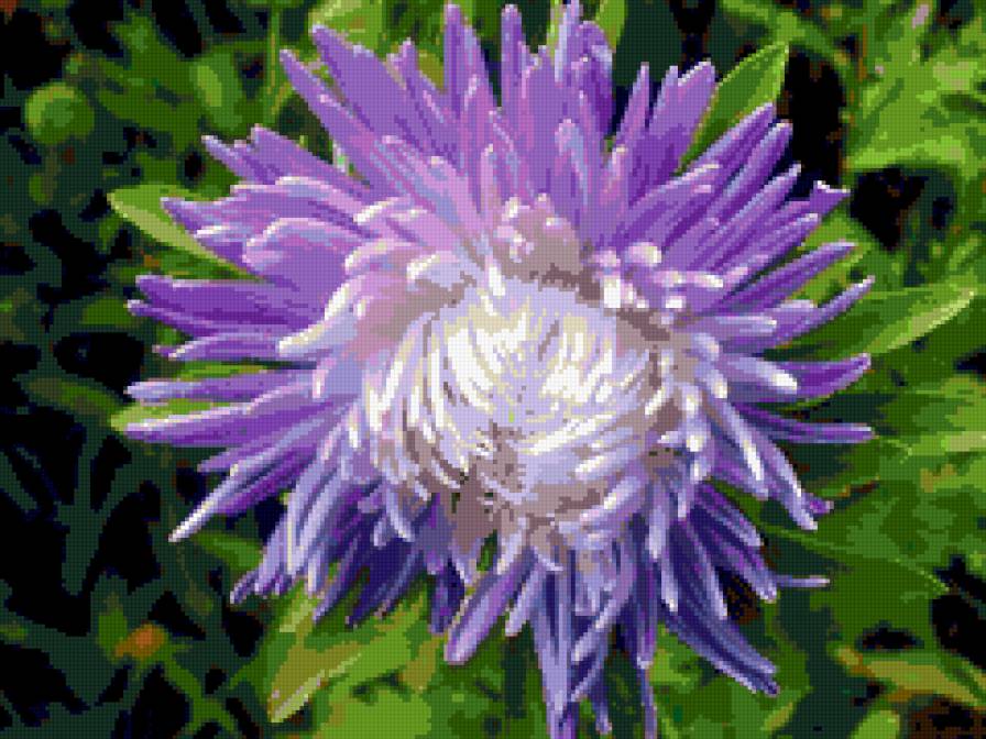 астра - астры, цветы - предпросмотр