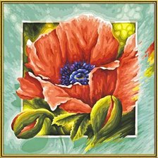 красный мак