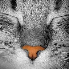 Схема вышивки «кот»