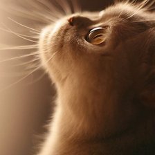 Схема вышивки «кот»