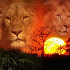 Схема вышивки «лев»