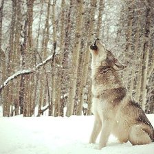 Схема вышивки «волк»