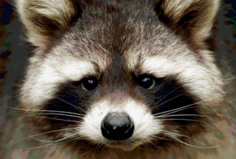 енот - грусть, енот, природа - предпросмотр