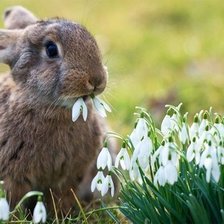 Схема вышивки «зайчик»