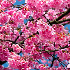 Схема вышивки «Яблоневый цвет»