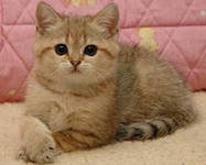 кошки - картинка, котенок - оригинал