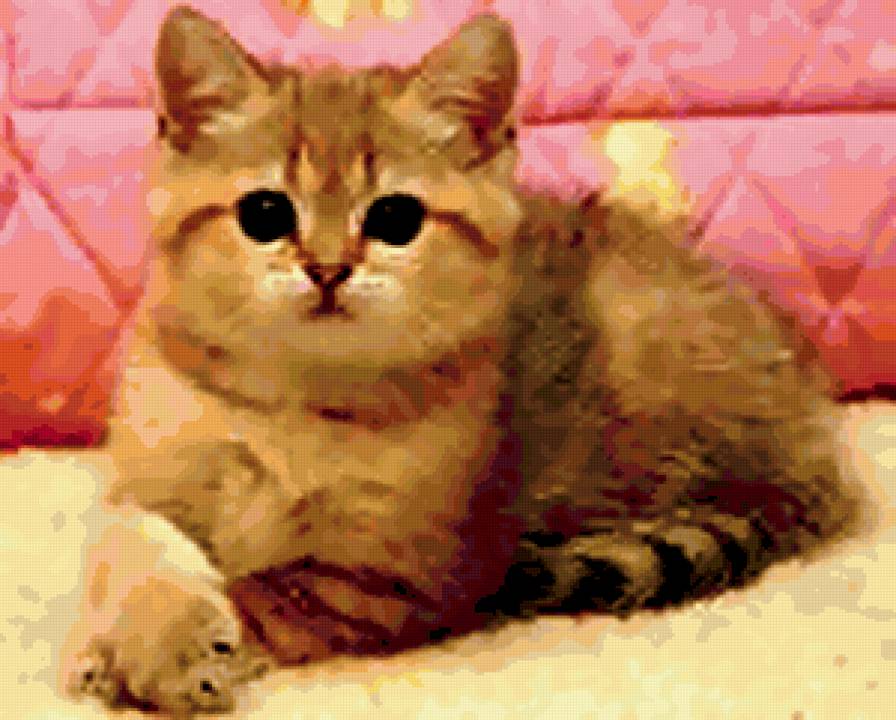 кошки - картинка, котенок - предпросмотр