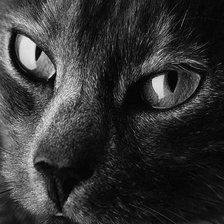 Схема вышивки «Черный кот»