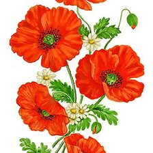 Схема вышивки «маки»