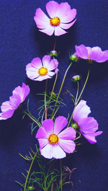 космея - оригинал