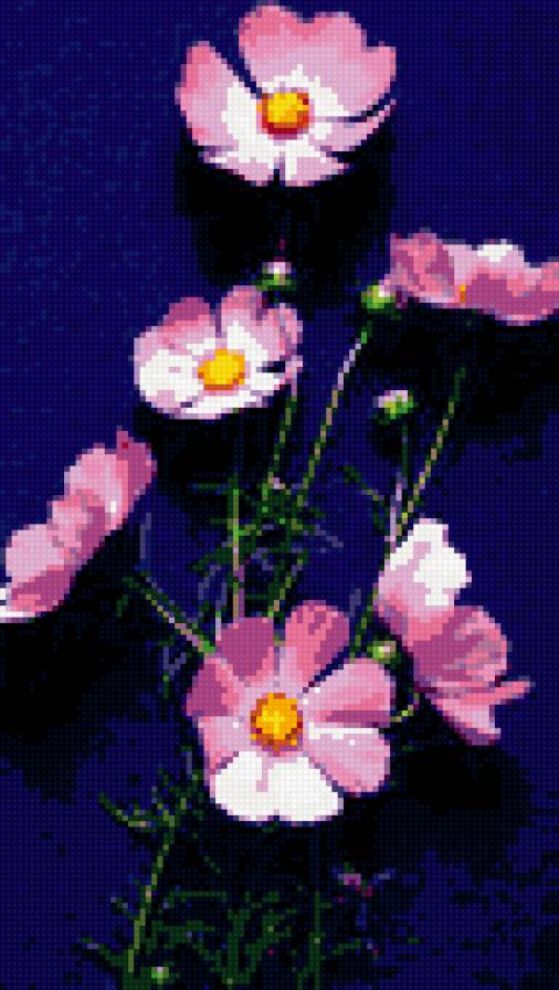 космея - предпросмотр