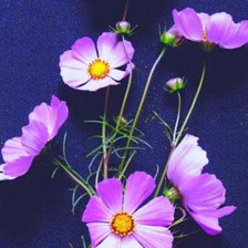 Схема вышивки «космея»