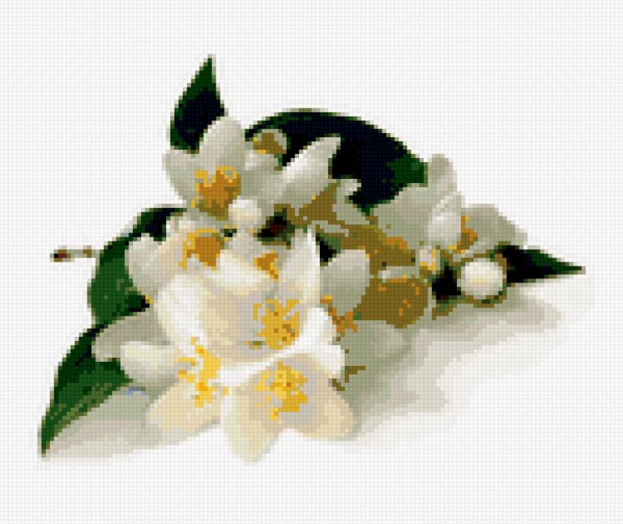 жасмин - предпросмотр