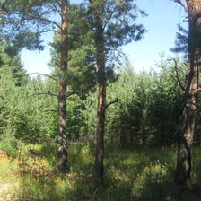 Схема вышивки «Санское. Рязань»