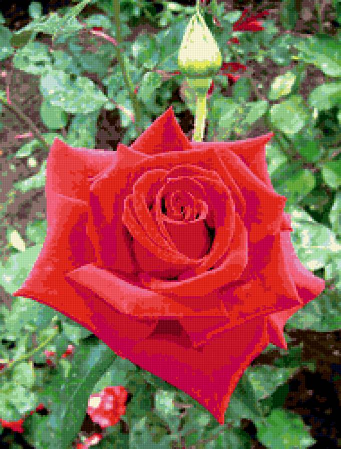 роза - роза, цветок, цветы, розы - предпросмотр