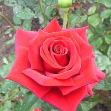 Схема вышивки «роза»