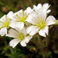 Ясколка полевая