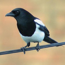 Схема вышивки «птицы»