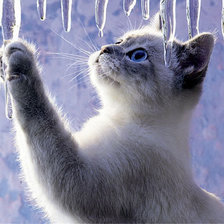 Схема вышивки «кот»