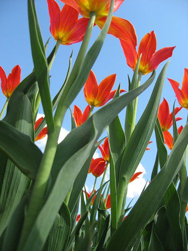 тюльпаны - цветник, цветы, тюльпаны - оригинал