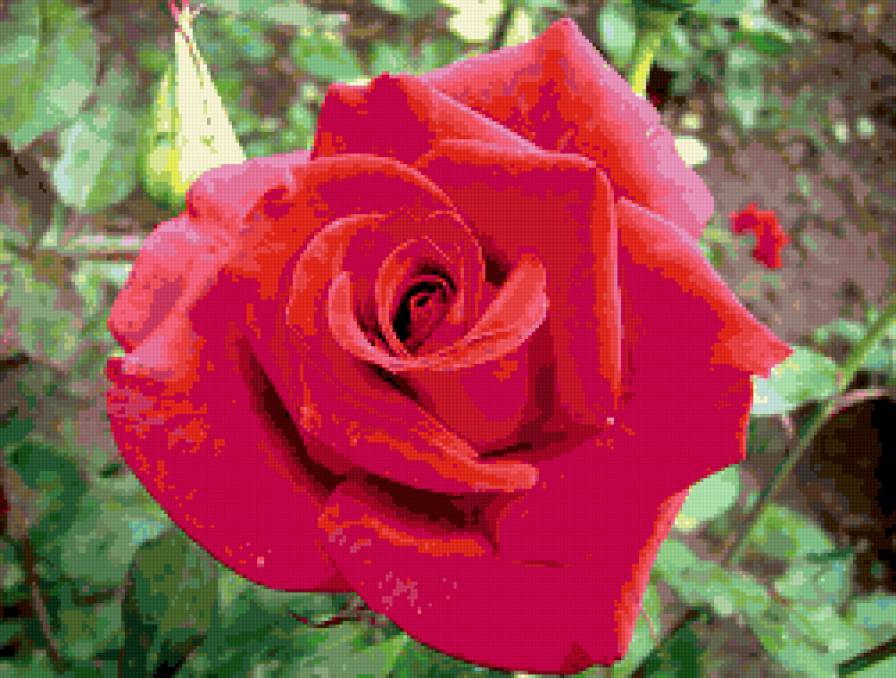 роза - цветок, роза, цветы, розы - предпросмотр