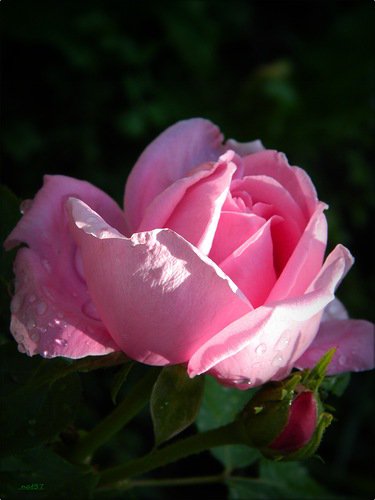 роза - розы, цветок, роза, цветы - оригинал