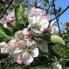 Схема вышивки «Яблони в цвету»