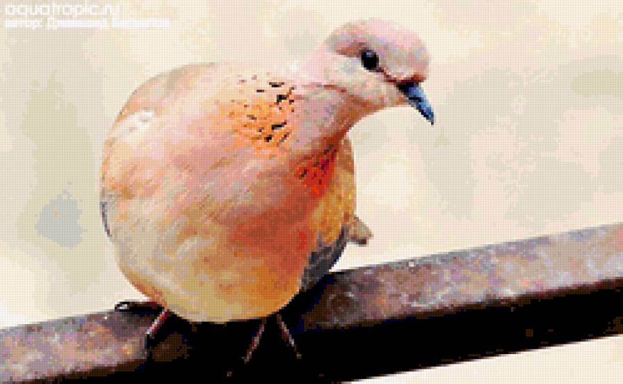 птицы - предпросмотр