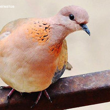 Схема вышивки «птицы»