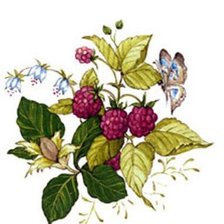 Схема вышивки «Земляника»