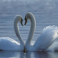 Схема вышивки «лебеди»