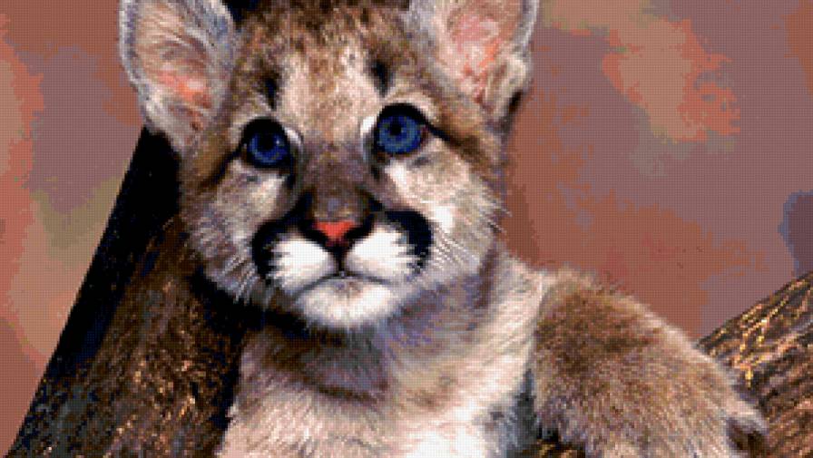 львенок - львы, животные - предпросмотр