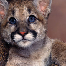 Схема вышивки «львенок»