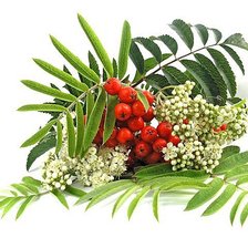 Схема вышивки «натюрморт»