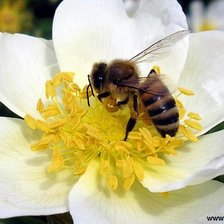 Схема вышивки «цветы»