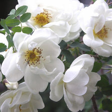 Схема вышивки «цветы»