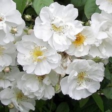 Схема вышивки «цветы»