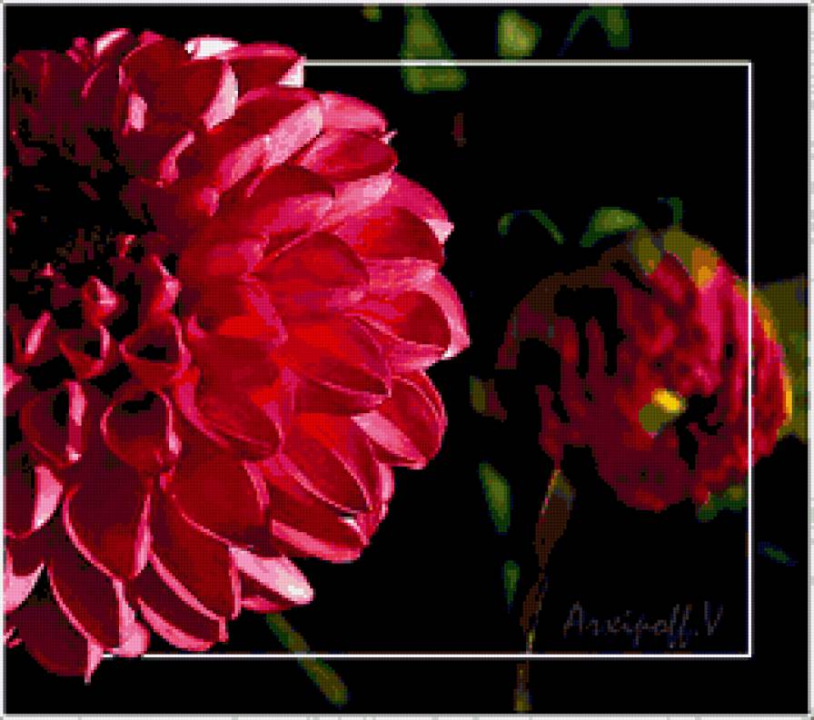 георгины - георгины, цветы - предпросмотр