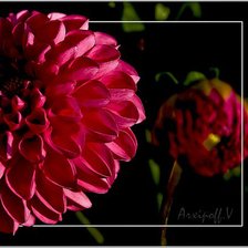 Схема вышивки «георгины»