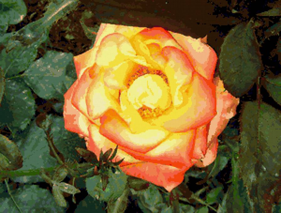 роза - розы, цветы, цветок, роза - предпросмотр