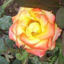 Схема вышивки «роза»