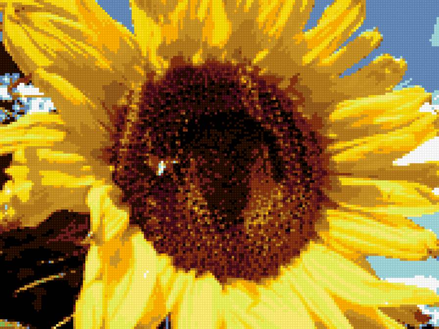 подсолнух - подсолн, лето - предпросмотр