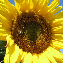 Схема вышивки «подсолнух»