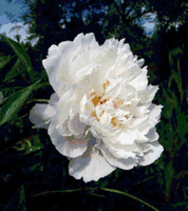 пион - пион, цветник, пионы, цветок, цветы - предпросмотр