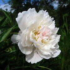 Схема вышивки «пион»